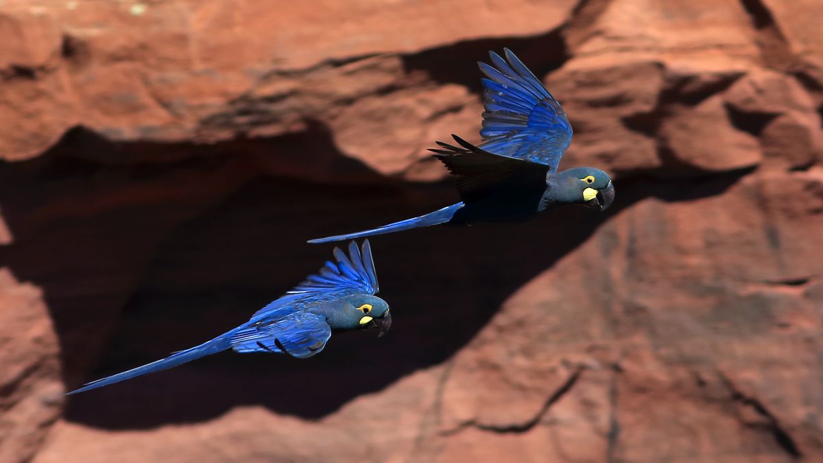 Ekologické dilema ve fotkách: Zelená energie, nebo papoušek ara?